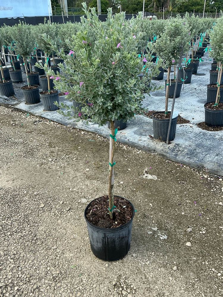 leucophyllum-frutescens-texas-sage-cenizo-barometer-bush-silverleaf-purple-sage-texas-ranger