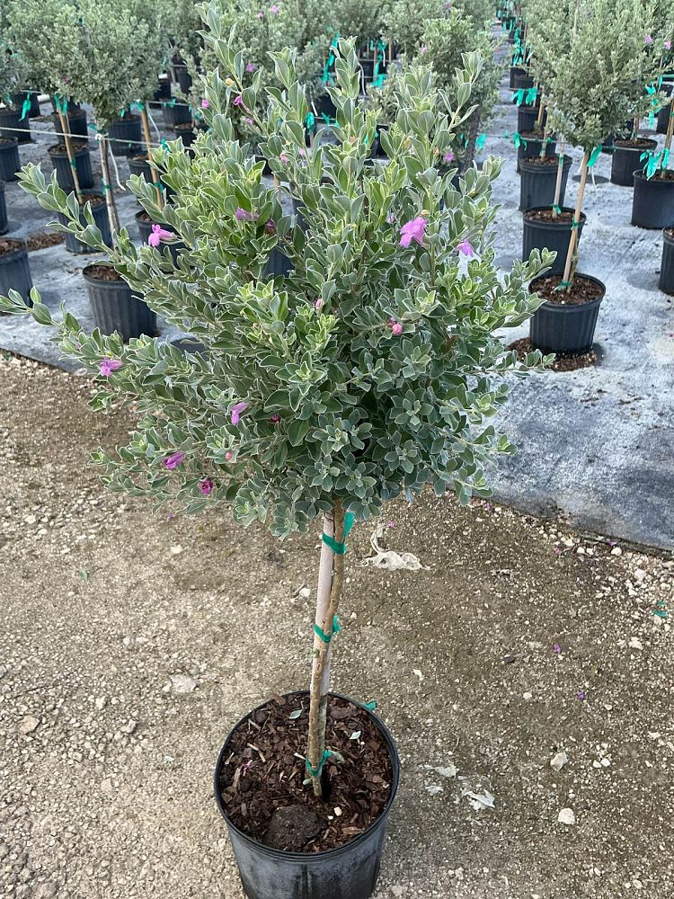 leucophyllum-frutescens-texas-sage-cenizo-barometer-bush-silverleaf-purple-sage-texas-ranger