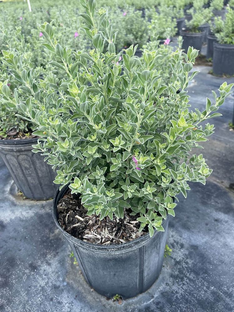 leucophyllum-frutescens-texas-sage-cenizo-barometer-bush-silverleaf-purple-sage-texas-ranger
