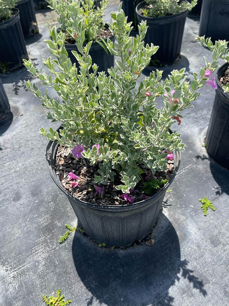 leucophyllum-frutescens-texas-sage-cenizo-barometer-bush-silverleaf-purple-sage-texas-ranger