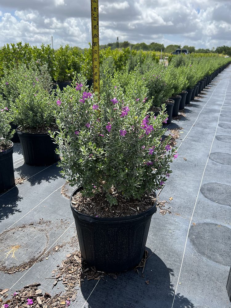 leucophyllum-frutescens-texas-sage-cenizo-barometer-bush-silverleaf-purple-sage-texas-ranger