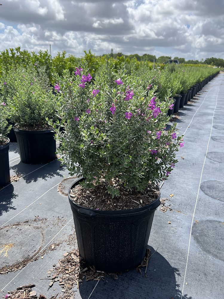 leucophyllum-frutescens-texas-sage-cenizo-barometer-bush-silverleaf-purple-sage-texas-ranger