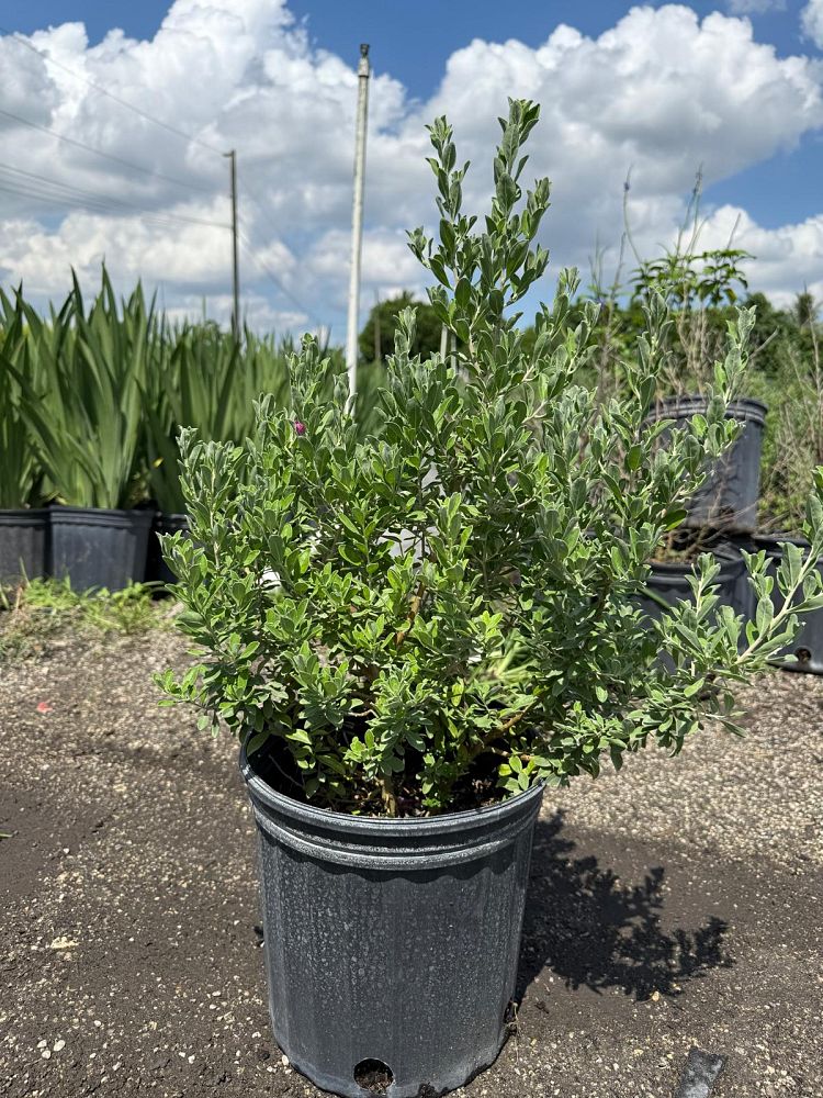 leucophyllum-frutescens-texas-sage-cenizo-barometer-bush-silverleaf-purple-sage-texas-ranger