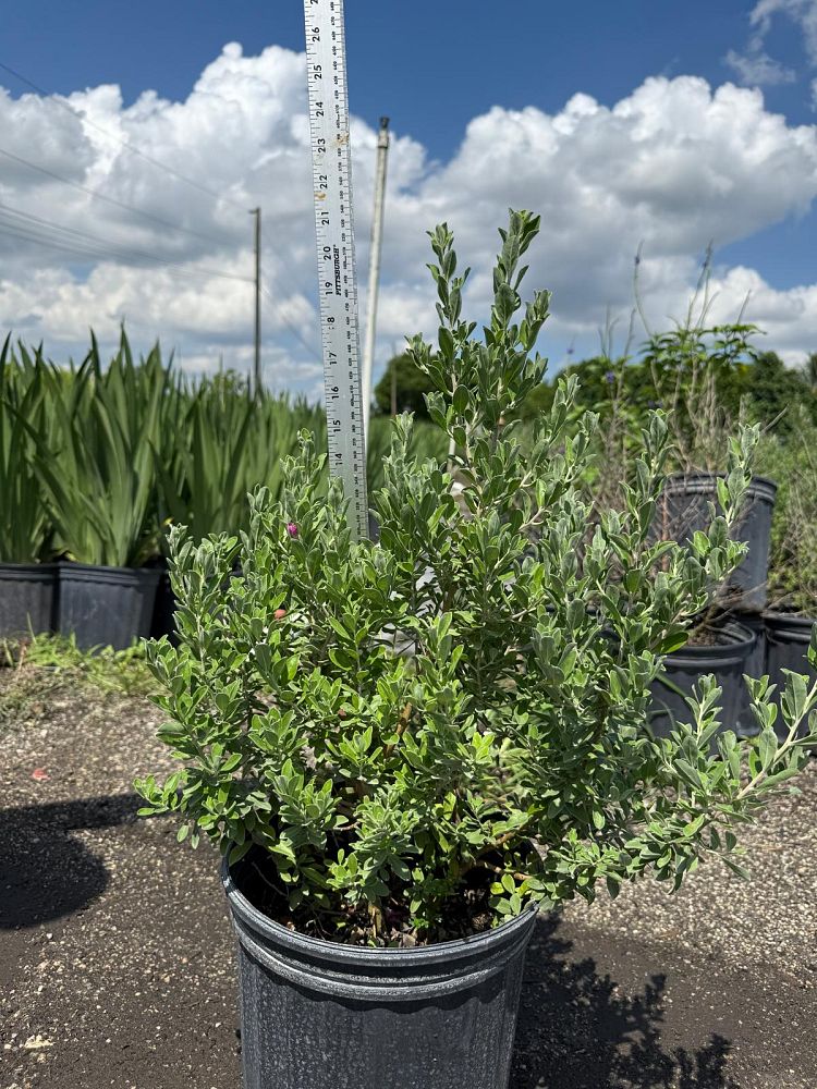 leucophyllum-frutescens-texas-sage-cenizo-barometer-bush-silverleaf-purple-sage-texas-ranger