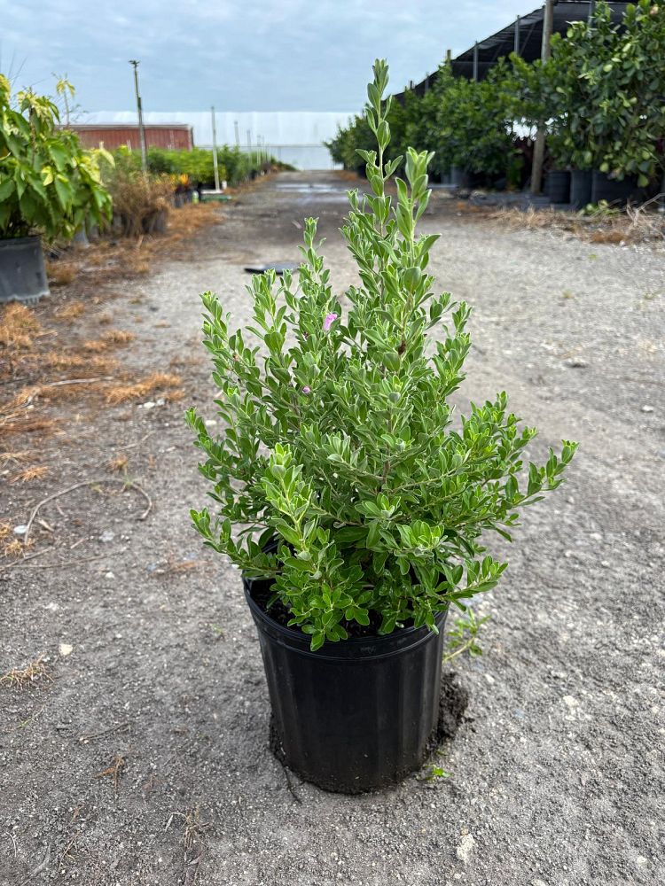 leucophyllum-frutescens-texas-sage-cenizo-barometer-bush-silverleaf-purple-sage-texas-ranger