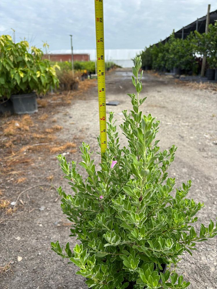 leucophyllum-frutescens-texas-sage-cenizo-barometer-bush-silverleaf-purple-sage-texas-ranger