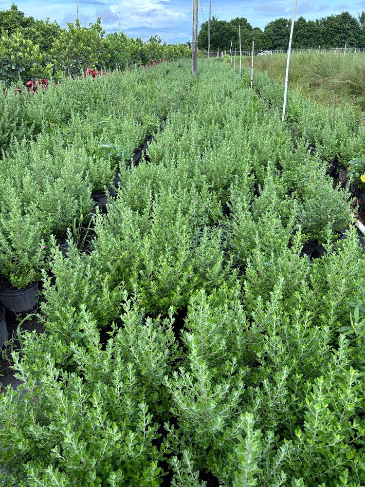 leucophyllum-frutescens-texas-sage-cenizo-barometer-bush-silverleaf-purple-sage-texas-ranger