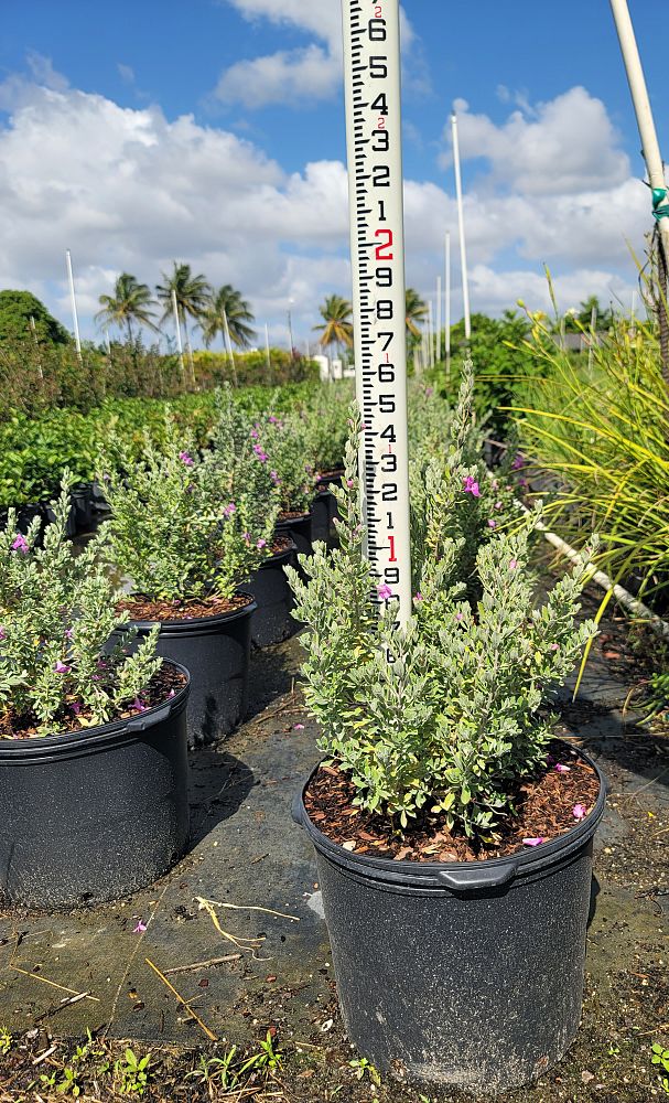 leucophyllum-frutescens-texas-sage-cenizo-barometer-bush-silverleaf-purple-sage-texas-ranger
