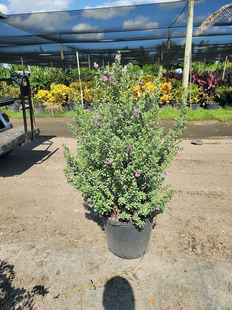 leucophyllum-frutescens-texas-sage-cenizo-barometer-bush-silverleaf-purple-sage-texas-ranger
