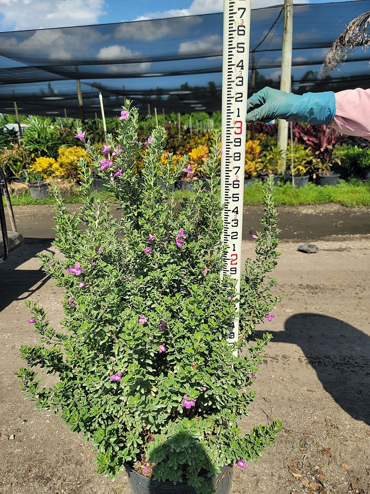 leucophyllum-frutescens-texas-sage-cenizo-barometer-bush-silverleaf-purple-sage-texas-ranger