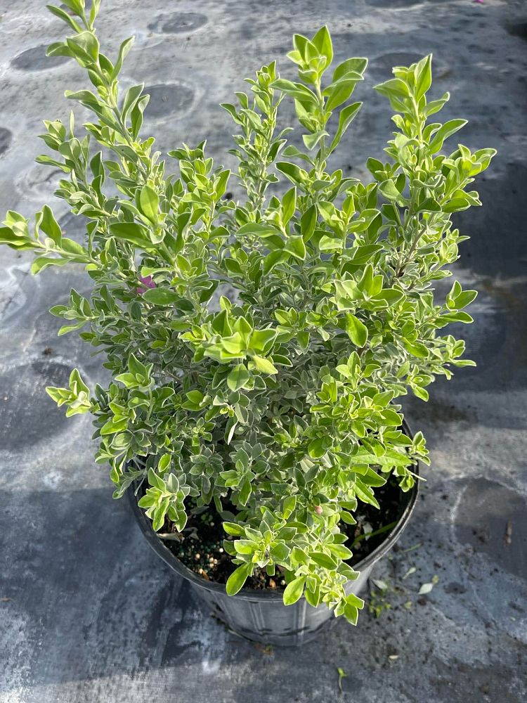 leucophyllum-frutescens-texas-sage-cenizo-barometer-bush-silverleaf-purple-sage-texas-ranger