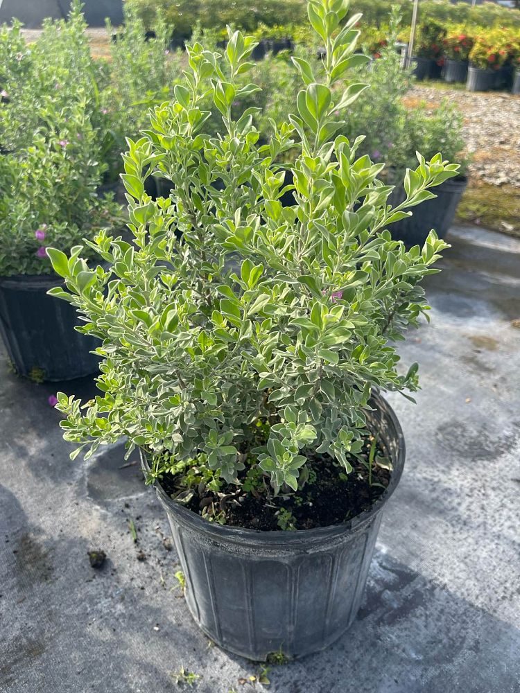 leucophyllum-frutescens-texas-sage-cenizo-barometer-bush-silverleaf-purple-sage-texas-ranger