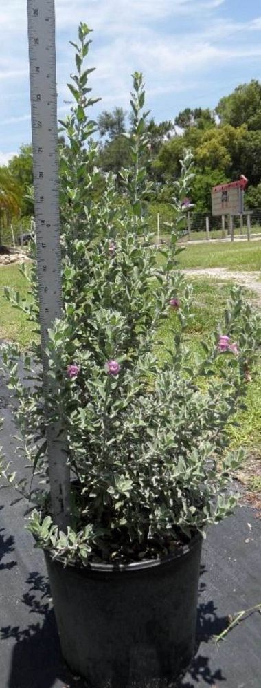 leucophyllum-frutescens-texas-sage-cenizo-barometer-bush-silverleaf-purple-sage-texas-ranger