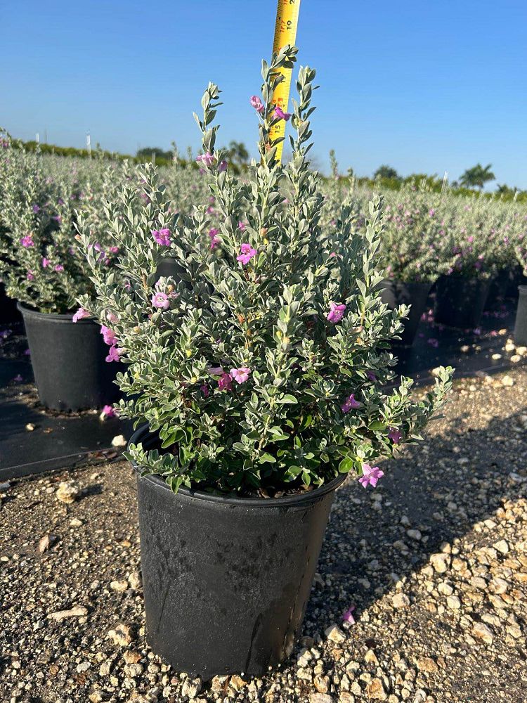 leucophyllum-frutescens-texas-sage-cenizo-barometer-bush-silverleaf-purple-sage-texas-ranger