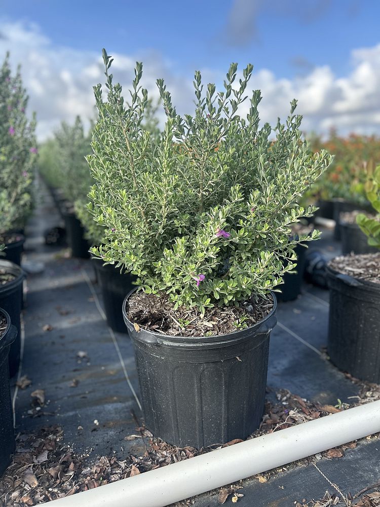 leucophyllum-frutescens-texas-sage-cenizo-barometer-bush-silverleaf-purple-sage-texas-ranger