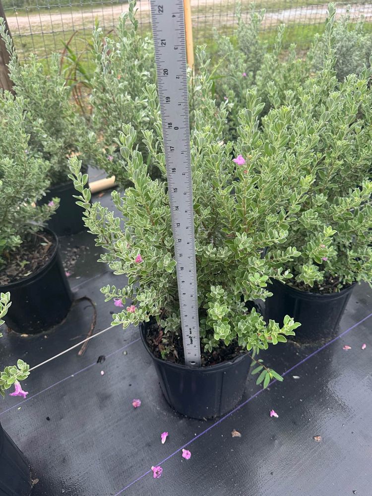 leucophyllum-frutescens-texas-sage-cenizo-barometer-bush-silverleaf-purple-sage-texas-ranger