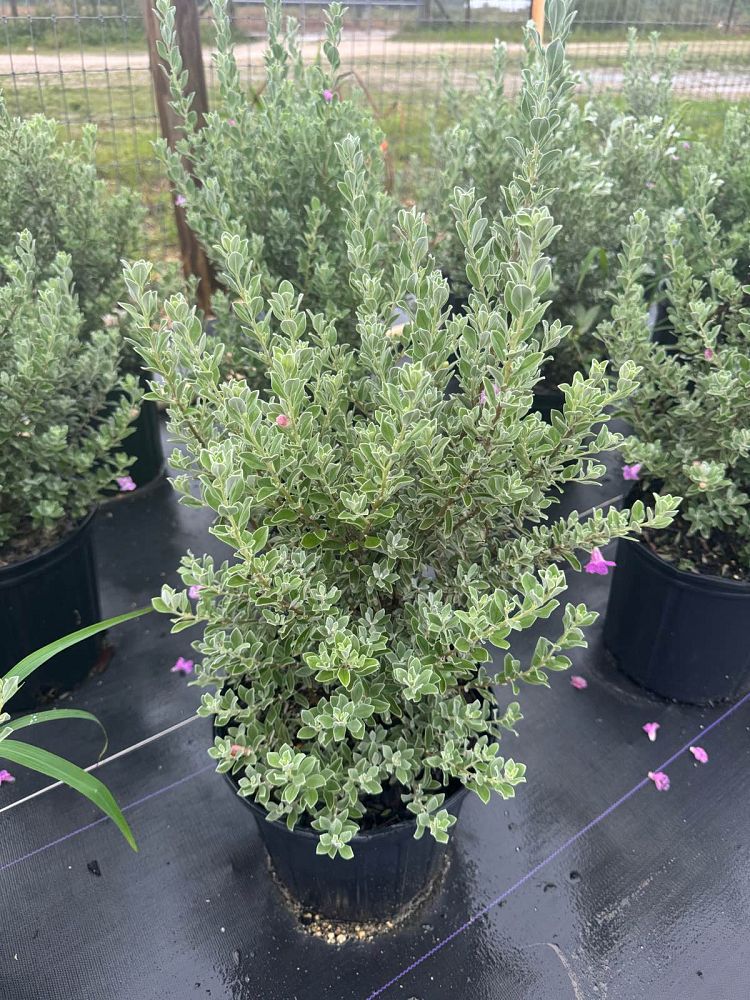 leucophyllum-frutescens-texas-sage-cenizo-barometer-bush-silverleaf-purple-sage-texas-ranger
