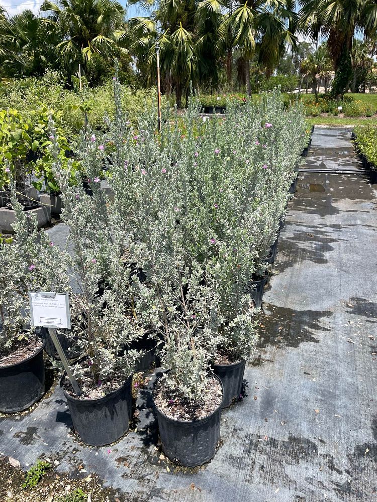 leucophyllum-frutescens-texas-sage-cenizo-barometer-bush-silverleaf-purple-sage-texas-ranger
