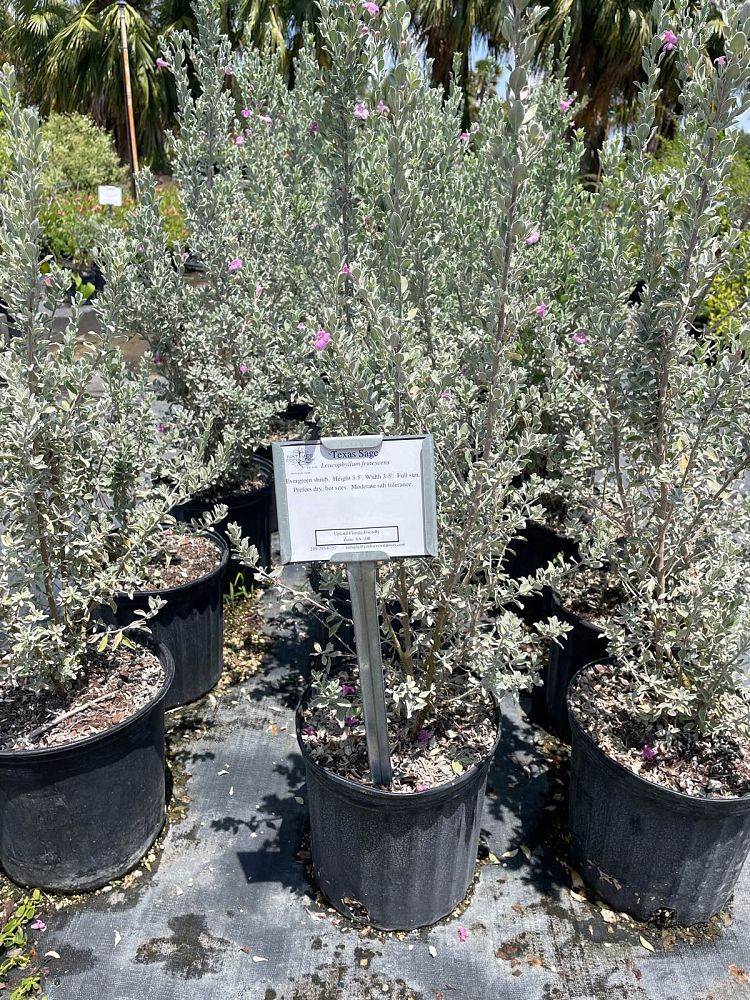 leucophyllum-frutescens-texas-sage-cenizo-barometer-bush-silverleaf-purple-sage-texas-ranger