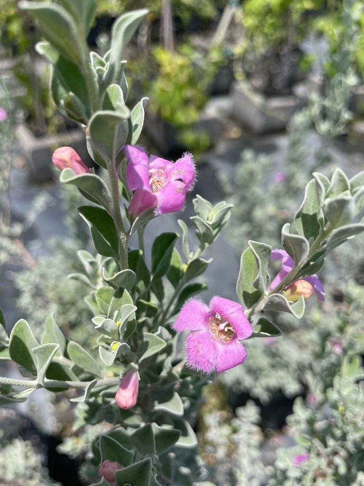 leucophyllum-frutescens-texas-sage-cenizo-barometer-bush-silverleaf-purple-sage-texas-ranger