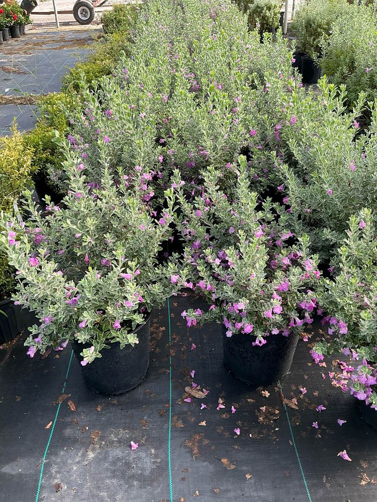 leucophyllum-frutescens-texas-sage-cenizo-barometer-bush-silverleaf-purple-sage-texas-ranger
