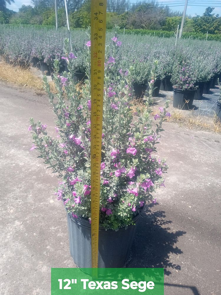 leucophyllum-frutescens-texas-sage-cenizo-barometer-bush-silverleaf-purple-sage-texas-ranger