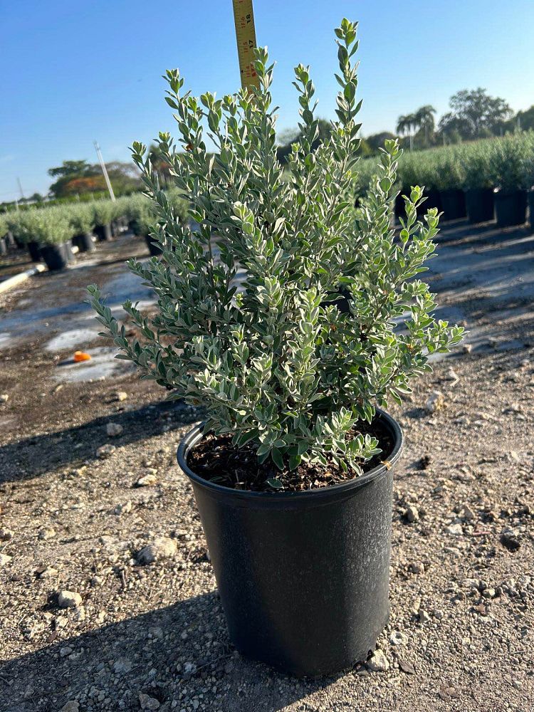 leucophyllum-frutescens-texas-sage-cenizo-barometer-bush-silverleaf-purple-sage-texas-ranger
