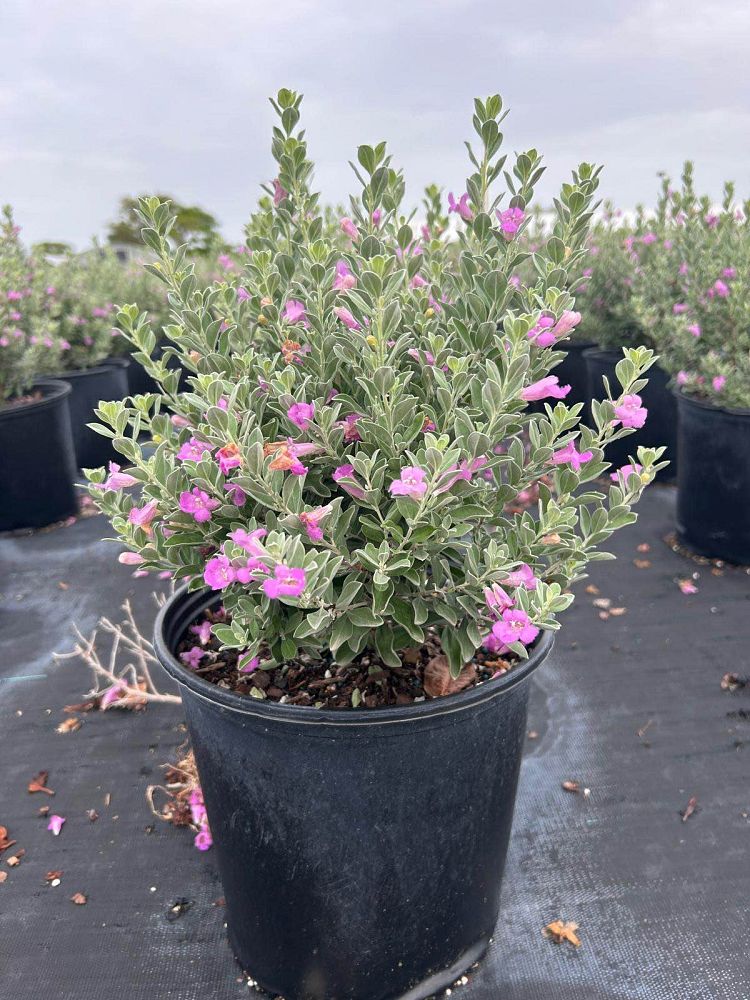 leucophyllum-frutescens-texas-sage-cenizo-barometer-bush-silverleaf-purple-sage-texas-ranger