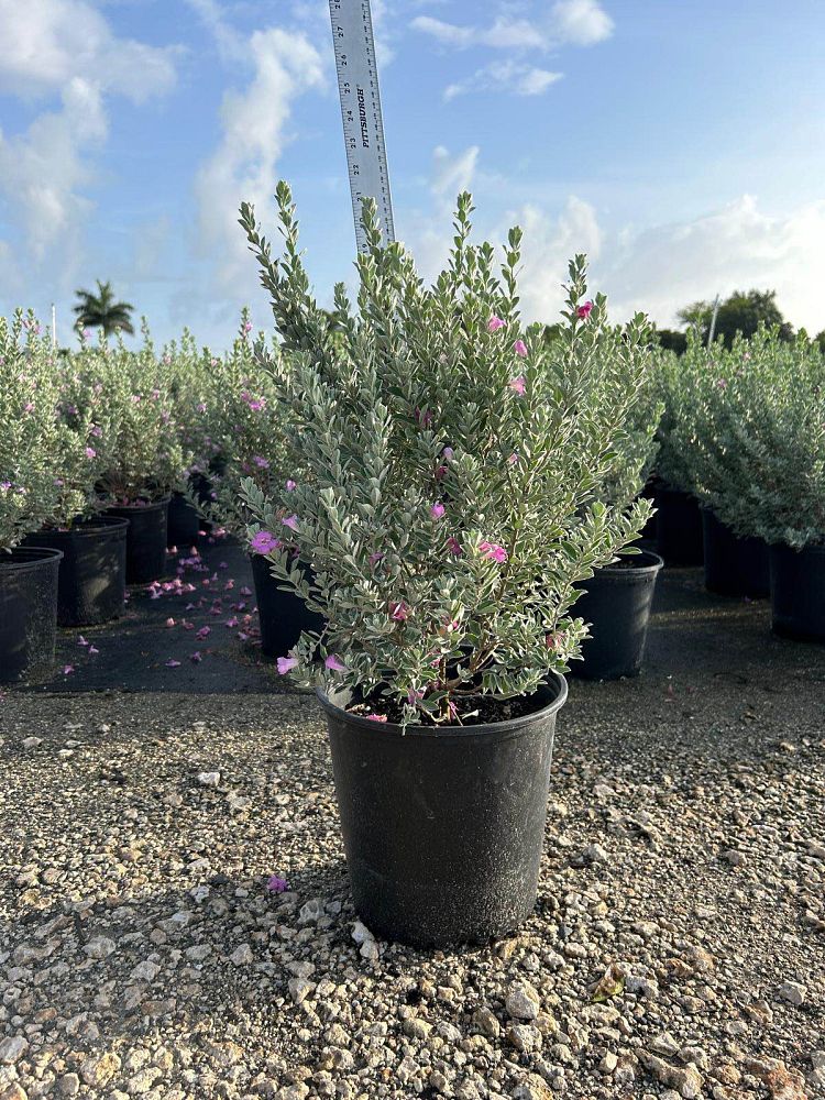 leucophyllum-frutescens-texas-sage-cenizo-barometer-bush-silverleaf-purple-sage-texas-ranger