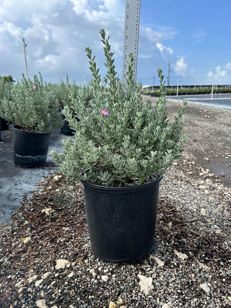 leucophyllum-frutescens-texas-sage-cenizo-barometer-bush-silverleaf-purple-sage-texas-ranger