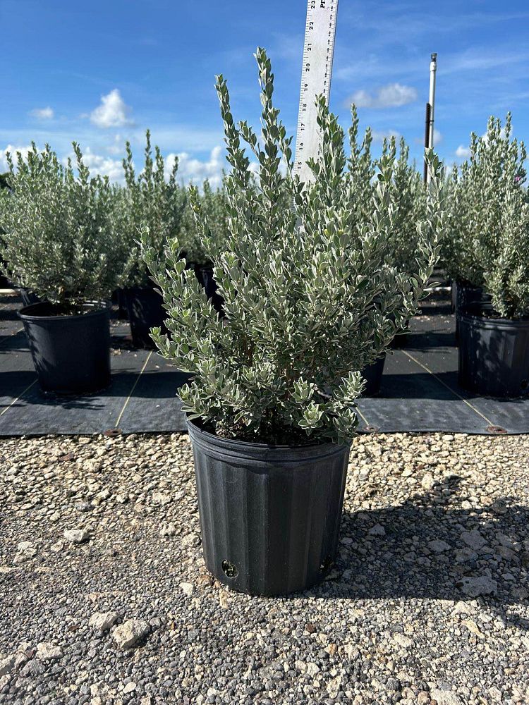 leucophyllum-frutescens-texas-sage-cenizo-barometer-bush-silverleaf-purple-sage-texas-ranger