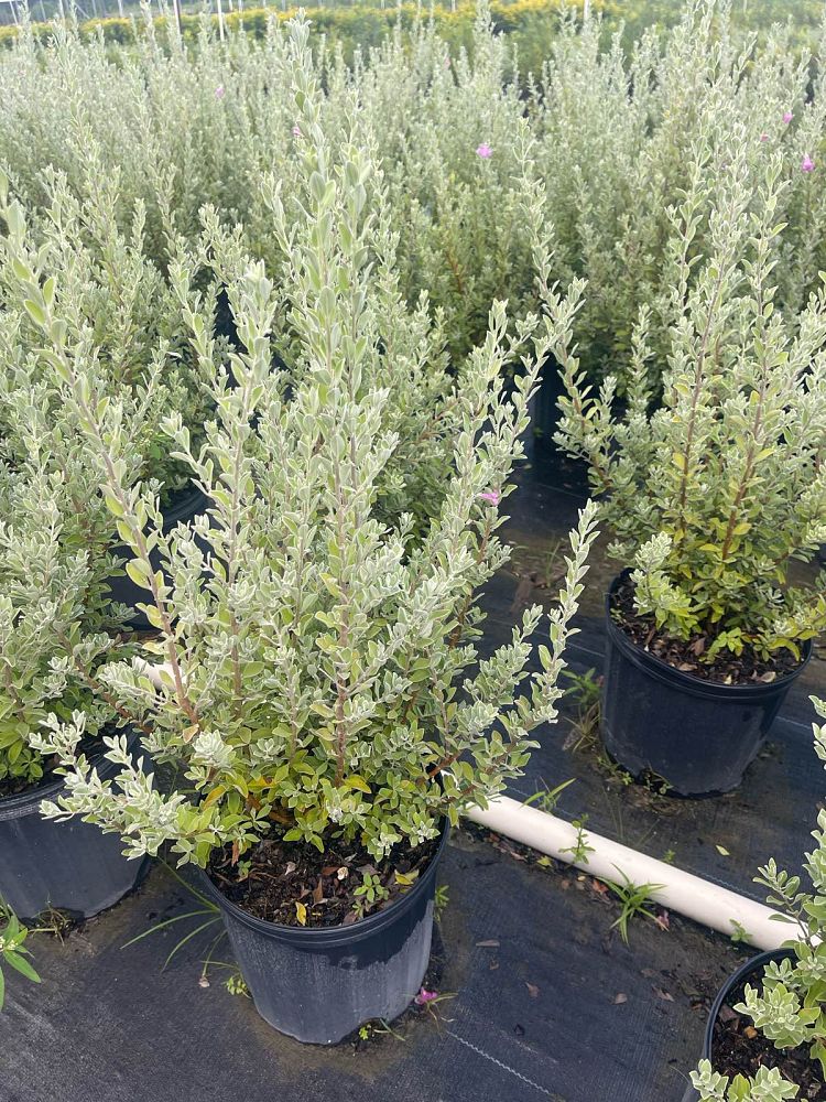 leucophyllum-frutescens-texas-sage-cenizo-barometer-bush-silverleaf-purple-sage-texas-ranger