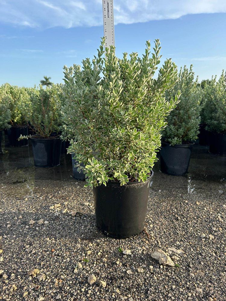 leucophyllum-frutescens-texas-sage-cenizo-barometer-bush-silverleaf-purple-sage-texas-ranger