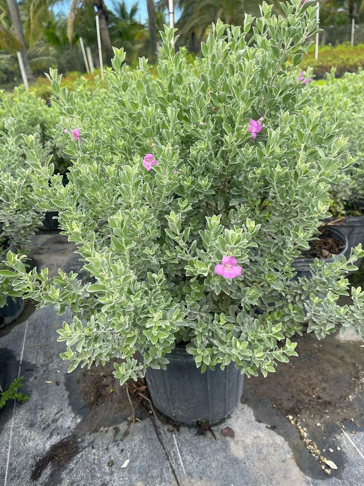 leucophyllum-frutescens-texas-sage-cenizo-barometer-bush-silverleaf-purple-sage-texas-ranger