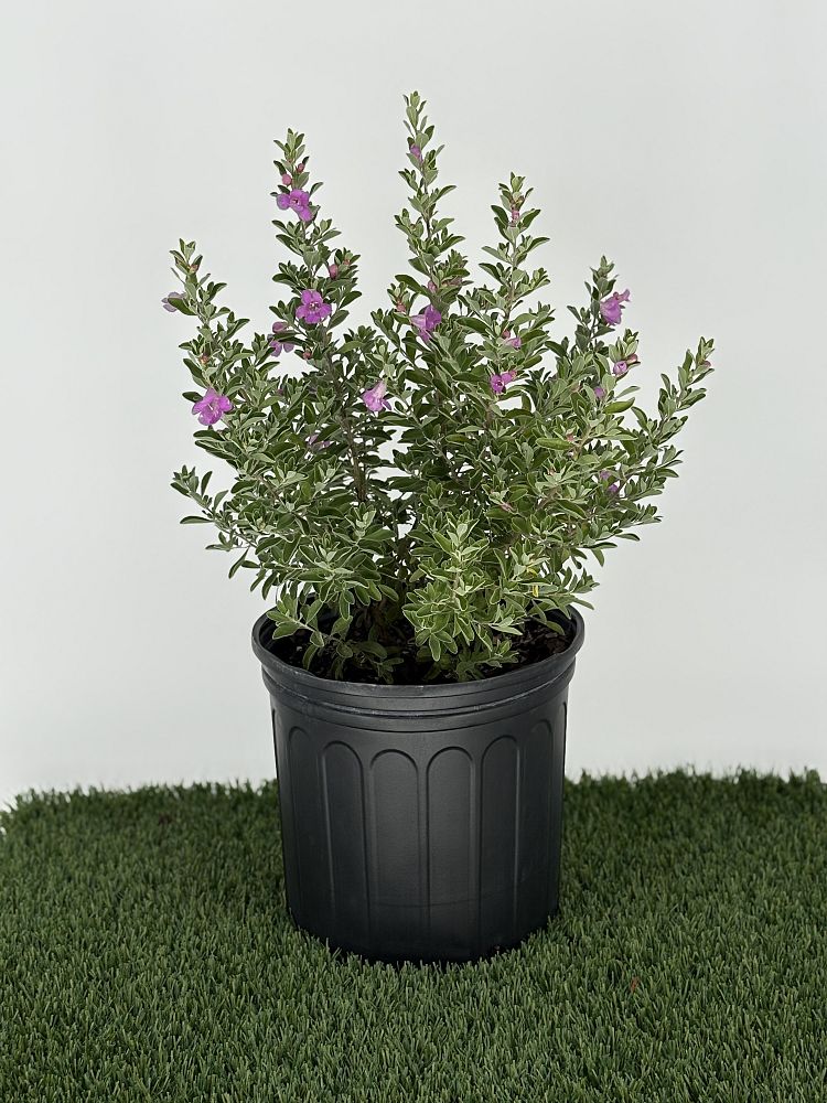 leucophyllum-frutescens-texas-sage-cenizo-barometer-bush-silverleaf-purple-sage-texas-ranger