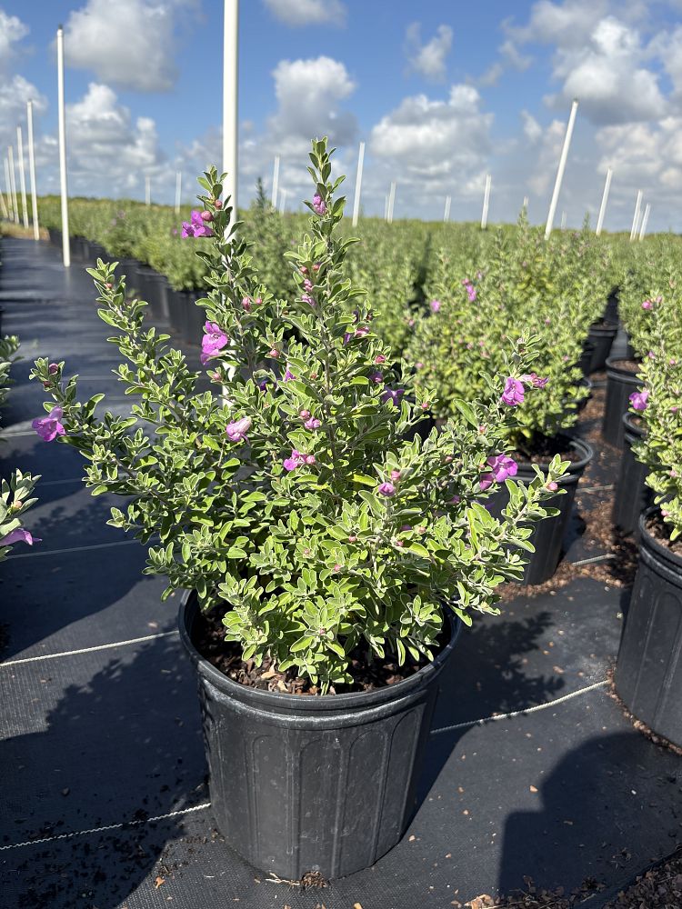 leucophyllum-frutescens-texas-sage-cenizo-barometer-bush-silverleaf-purple-sage-texas-ranger