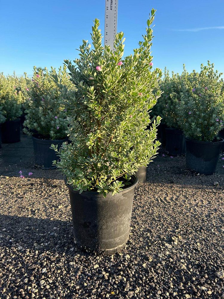 leucophyllum-frutescens-texas-sage-cenizo-barometer-bush-silverleaf-purple-sage-texas-ranger