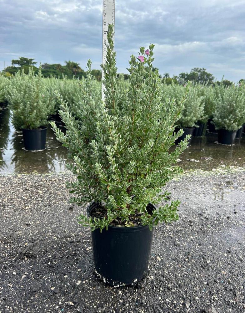 leucophyllum-frutescens-texas-sage-cenizo-barometer-bush-silverleaf-purple-sage-texas-ranger