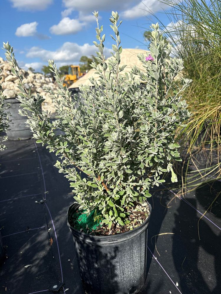 leucophyllum-frutescens-texas-sage-cenizo-barometer-bush-silverleaf-purple-sage-texas-ranger