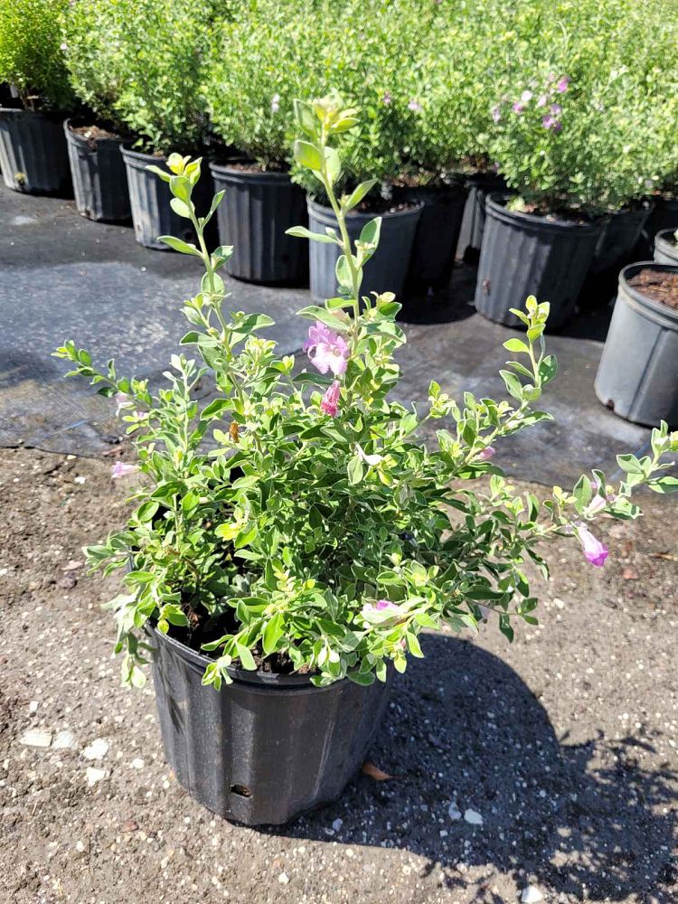 leucophyllum-frutescens-white-cloud-texas-sage-cenizo-ash-bush-barometer-bush-texas-ranger-purple-sage