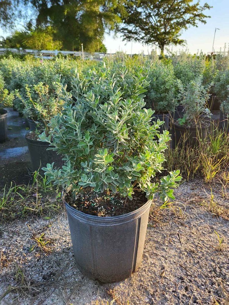 leucophyllum-frutescens-white-cloud-texas-sage-cenizo-ash-bush-barometer-bush-texas-ranger-purple-sage