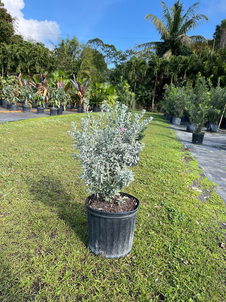 leucophyllum-frutescens-white-cloud-texas-sage-cenizo-ash-bush-barometer-bush-texas-ranger-purple-sage