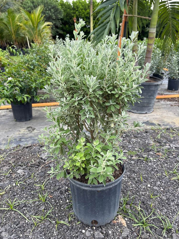 leucophyllum-frutescens-white-cloud-texas-sage-cenizo-ash-bush-barometer-bush-texas-ranger-purple-sage