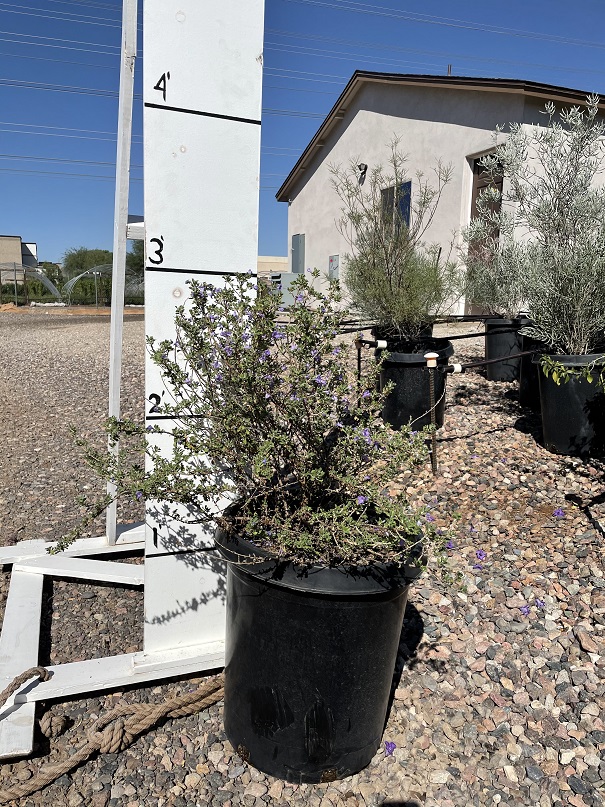 leucophyllum-laevigatum-chihuahuan-sage-cenizo
