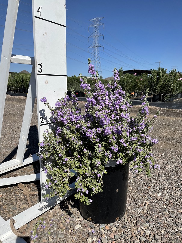 leucophyllum-langmaniae-lynn-s-legacy-texas-sage-cenizo-barometer-bush