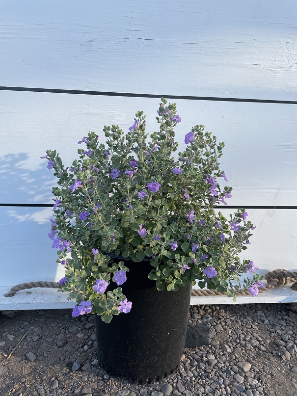 leucophyllum-langmaniae-lynn-s-legacy-texas-sage-cenizo-barometer-bush