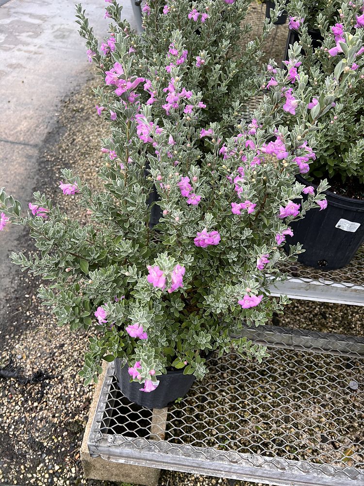 leucophyllum-langmaniae-texas-sage-cenizo-barometer-bush