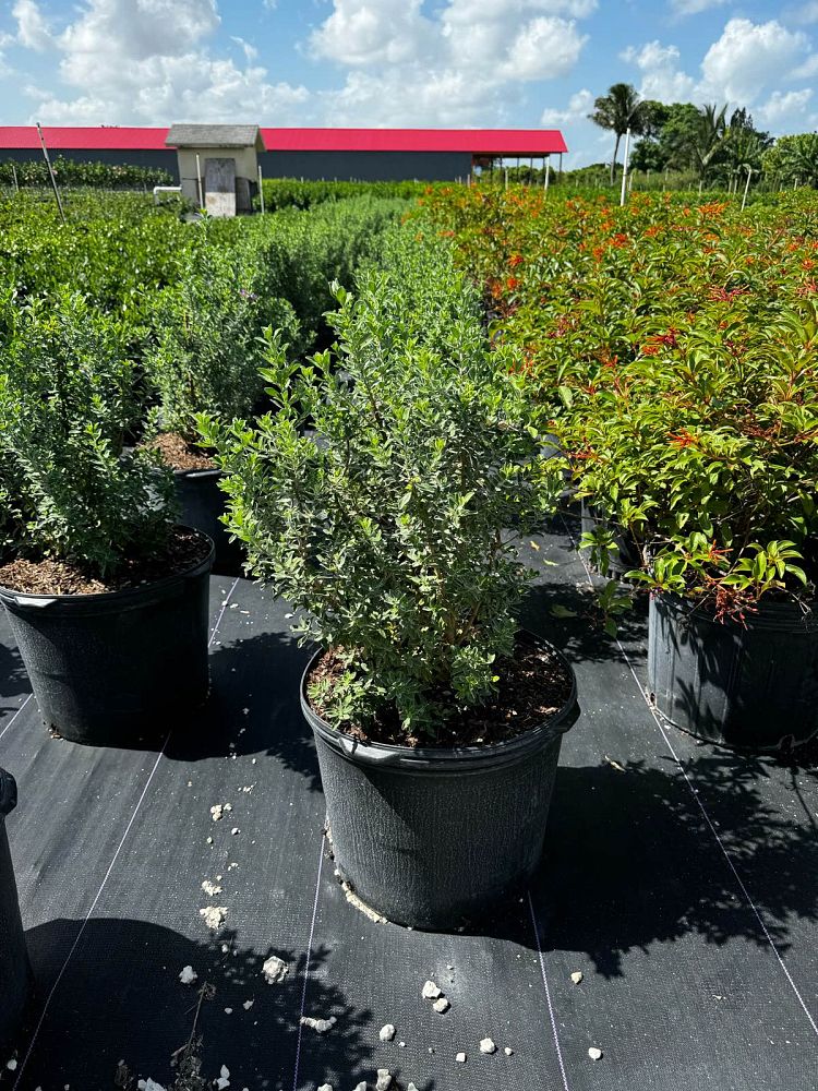 leucophyllum-langmaniae-texas-sage-cenizo-barometer-bush