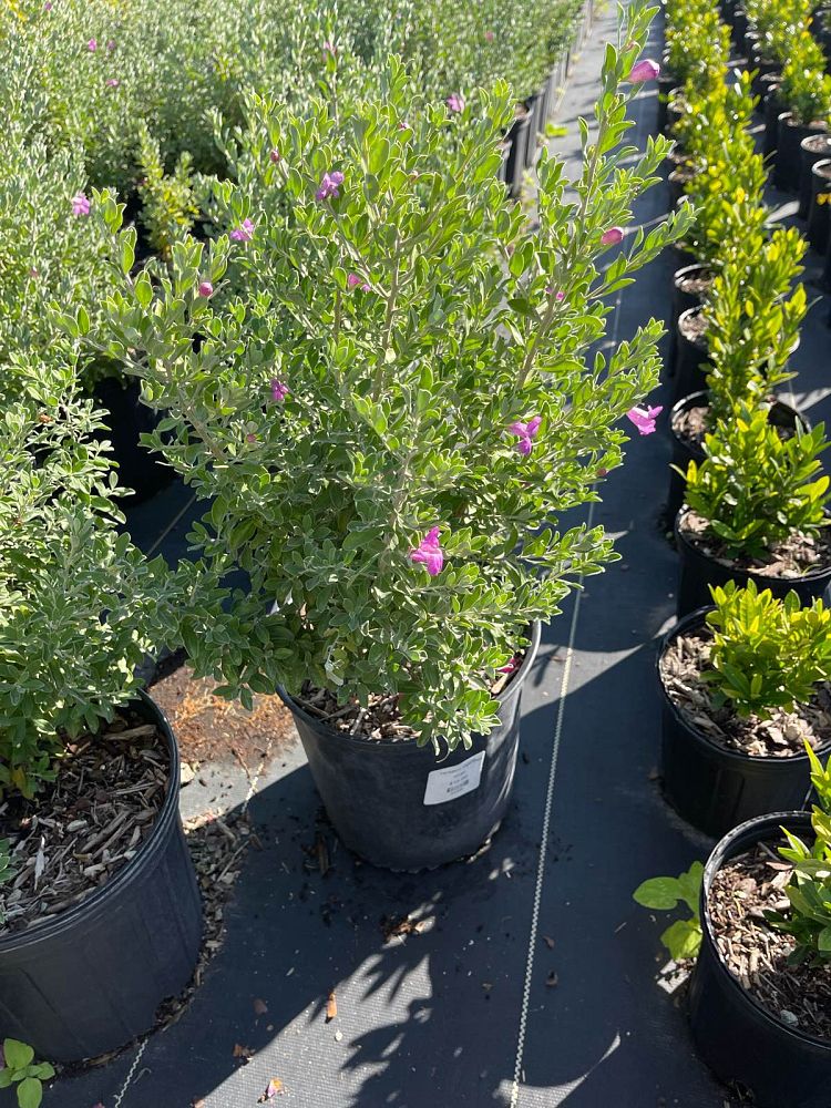 leucophyllum-langmaniae-texas-sage-cenizo-barometer-bush