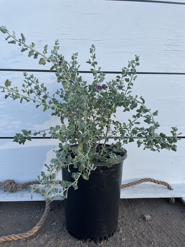 leucophyllum-pruinosum